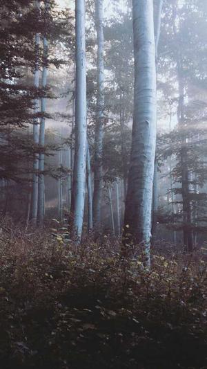 站内seo推广蜘蛛池截图2