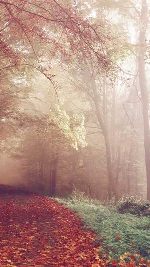 seo网站排名优化公司截图4