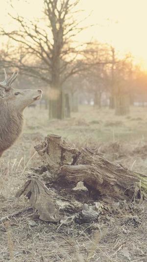 重庆seo关键词工具截图3