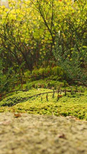 seo上首页工具截图2